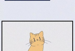 流浪猫漫画,流浪猫的温馨漫画故事